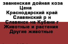 зааненская дойная коза › Цена ­ 5 500 - Краснодарский край, Славянский р-н, Славянск-на-Кубани г. Животные и растения » Другие животные   